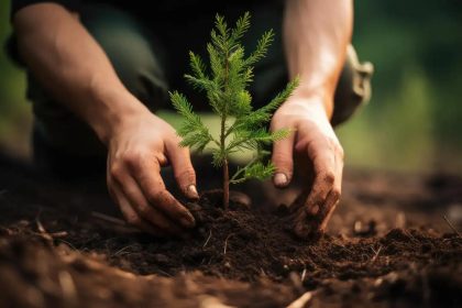 Tree plantation environmental benefits through planting a young sapling